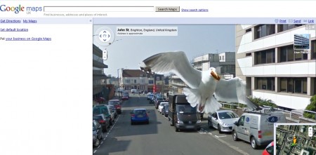 google streetview uccello bird